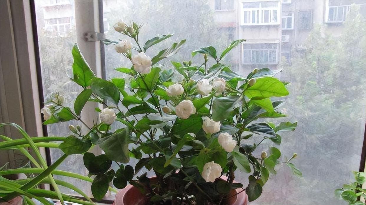 从根系到颜值，套盆养花如何全面提升你的养花体验？