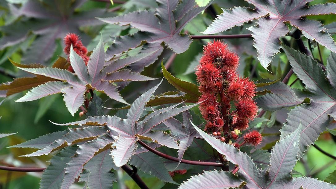 蓖麻生物炭制备，重金属吸附实验，矿区修复工程，比表面积参数分析