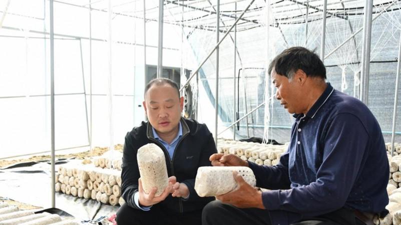 安徽长丰：香樟林下种菌菇，点菌成金