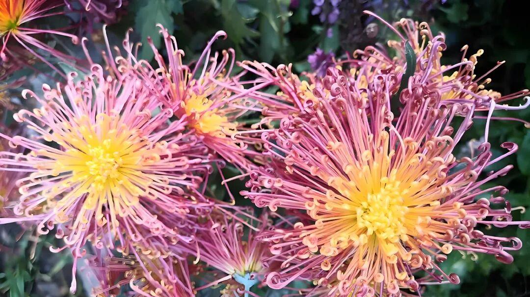 七律·霜骨冠秋芳