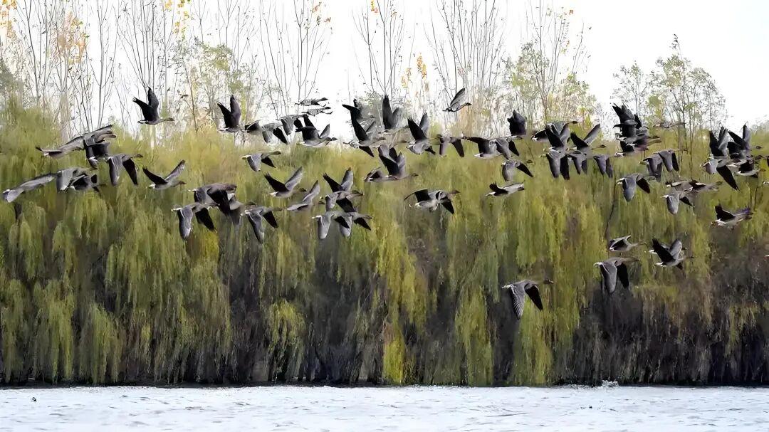 七律·雁影云飞客梦遥