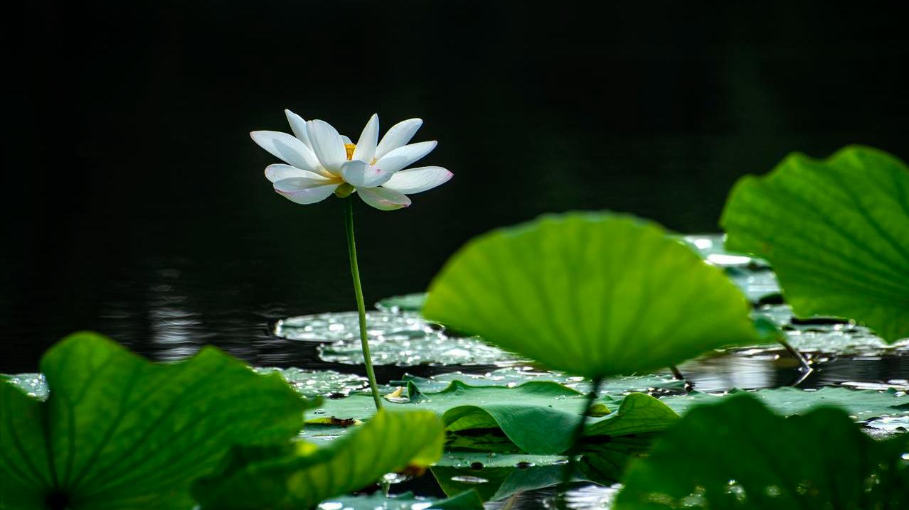 人生感悟：认命和改命