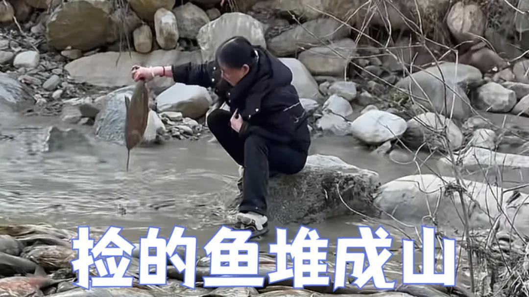 陕西一水库泄流，大头鱼泛滥！老乡捡鱼堆成山！有人半天搞了上千斤