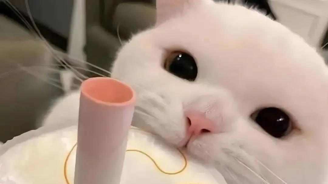 网络“反谢”梗横行，传统礼仪变戏法，下一句谢谢会怎么说？