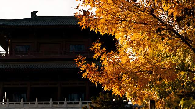 嵩岳丹枫燃暮色，汴梁金蕊醉商都 —— 郑州清秋纪行笺