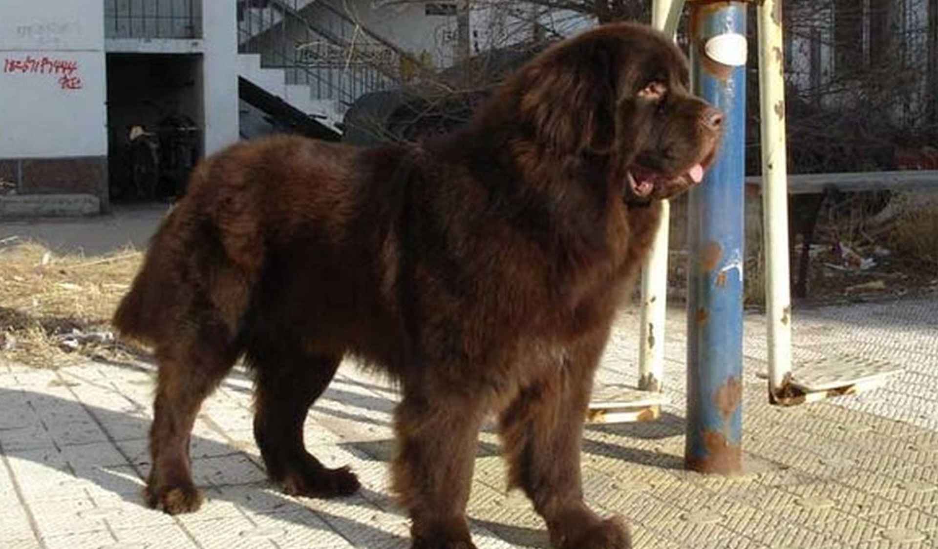 中华田园犬牧羊，藏区杂交改良，赶羊路线训练，耐力测试