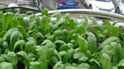 在家阳台种这6种蔬菜，小苗长势凶猛，每天都能看得见变化，收获不间断