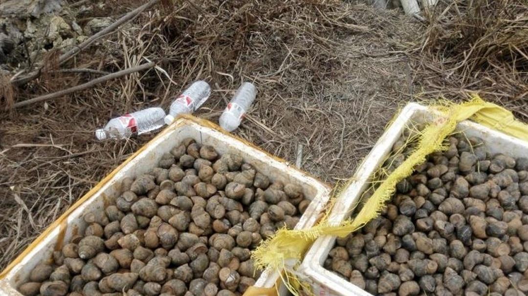 田螺养殖密度咋确定？新手必知密度控制要点，产量有保障