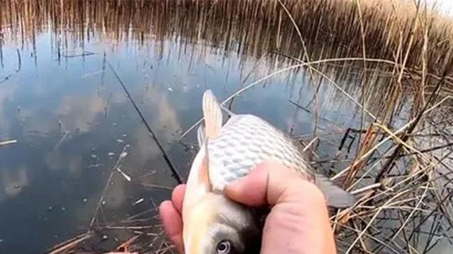 冬季野钓鲫鱼，子线不是越短越好，长子线中鱼率更高