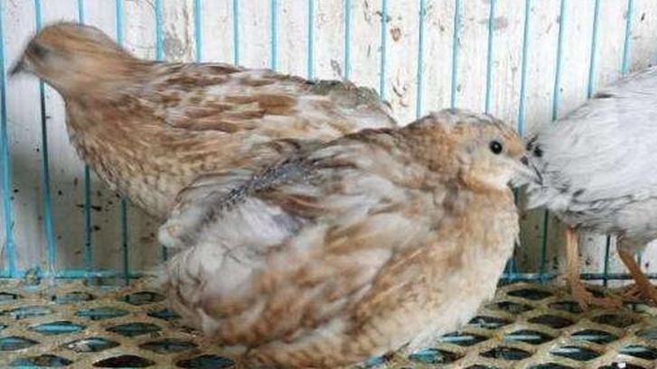 繁殖芦丁鸡夏季要点！加强防暑降温，维持种鸡繁殖性能​