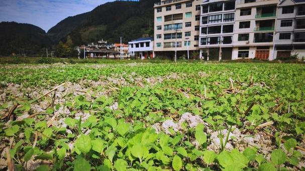 南方油菜小麦12月追肥指南