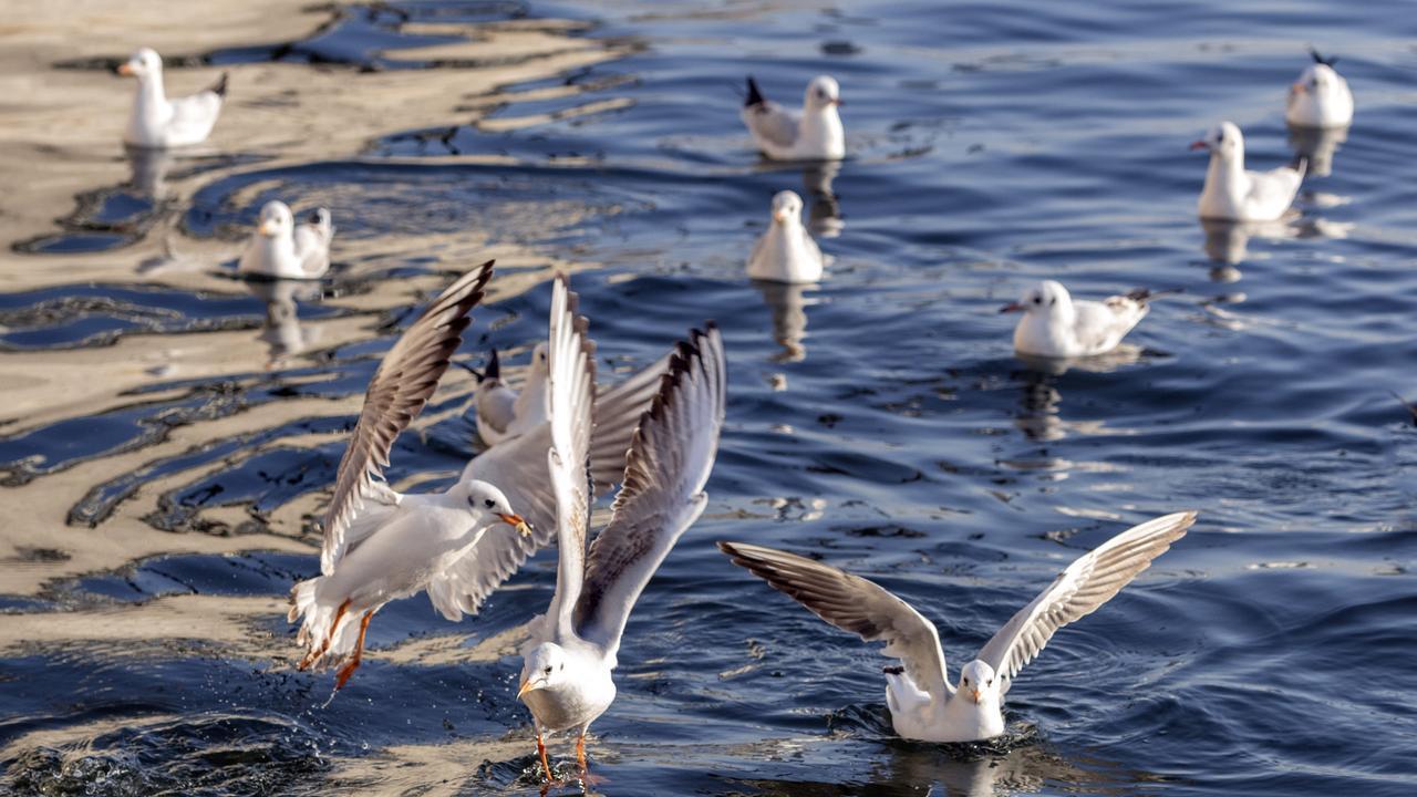 海鸟跨越大海迁徙时飞累了怎么办？歇脚有门道，求生靠妙招