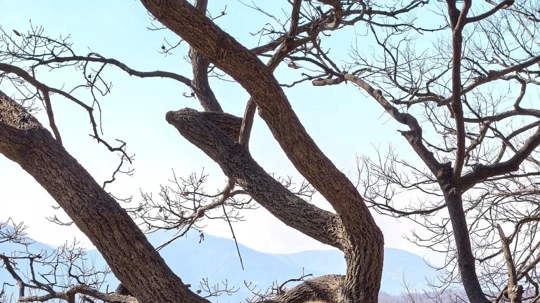 高铁直达！比上海安静，比三亚便宜！这是被遗忘的老牌海滨城市