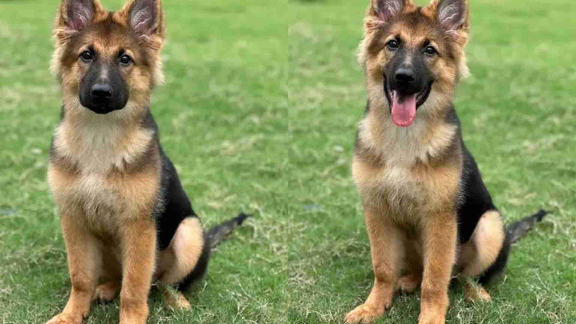 攀爬架安全改造，退役军人建议，德牧犬训练，结构要稳固
