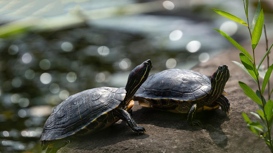 红耳龟：城市水域里的入侵者档案