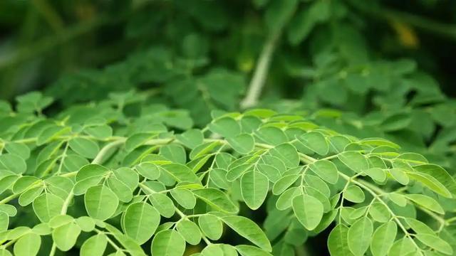 千百年来寸草不生! 专家尝试多年没成功，云南军人种出2万亩稀有树