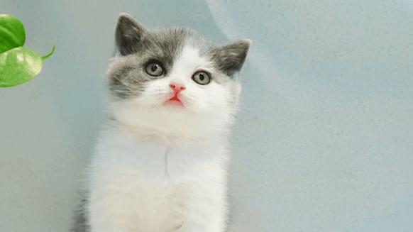 霍尼韦尔和安德迈宠物空气净化器怎么选？哪款除毛除臭好？