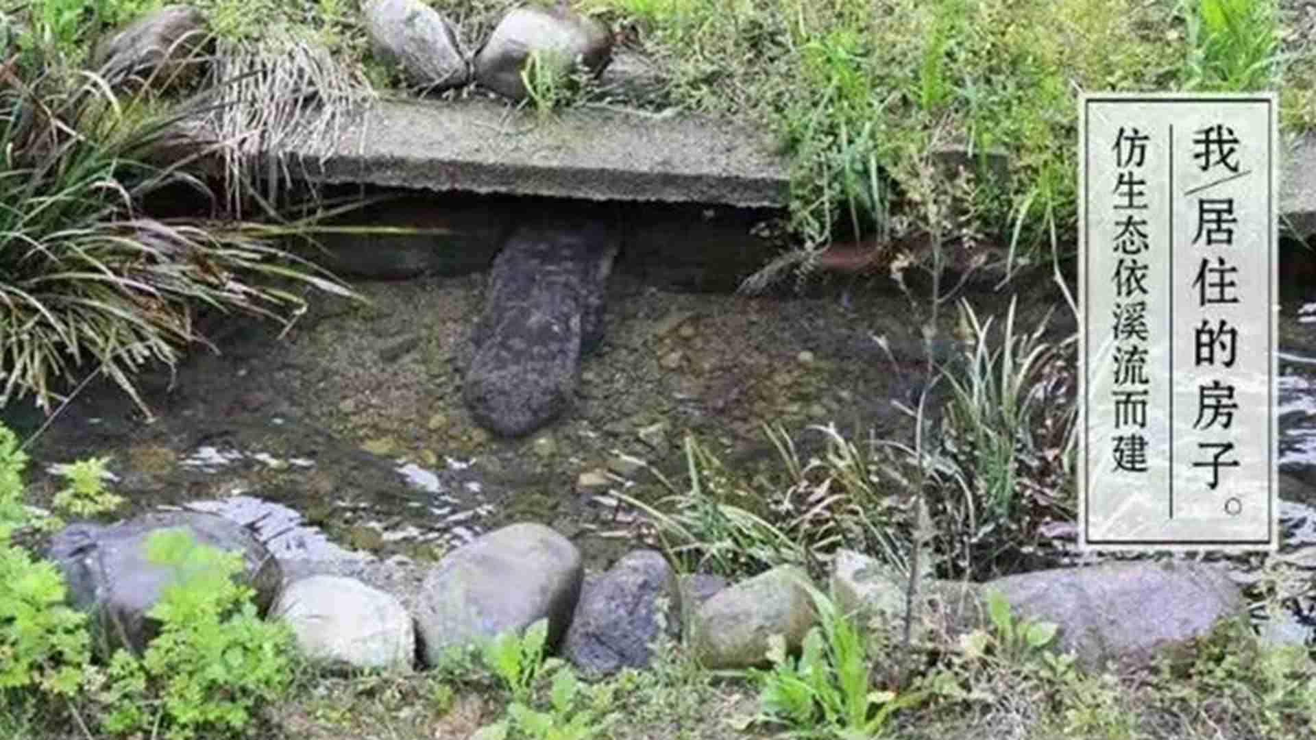 大鲵幼体分级标准，体长测量技巧，巫峡地区，转行养殖指南