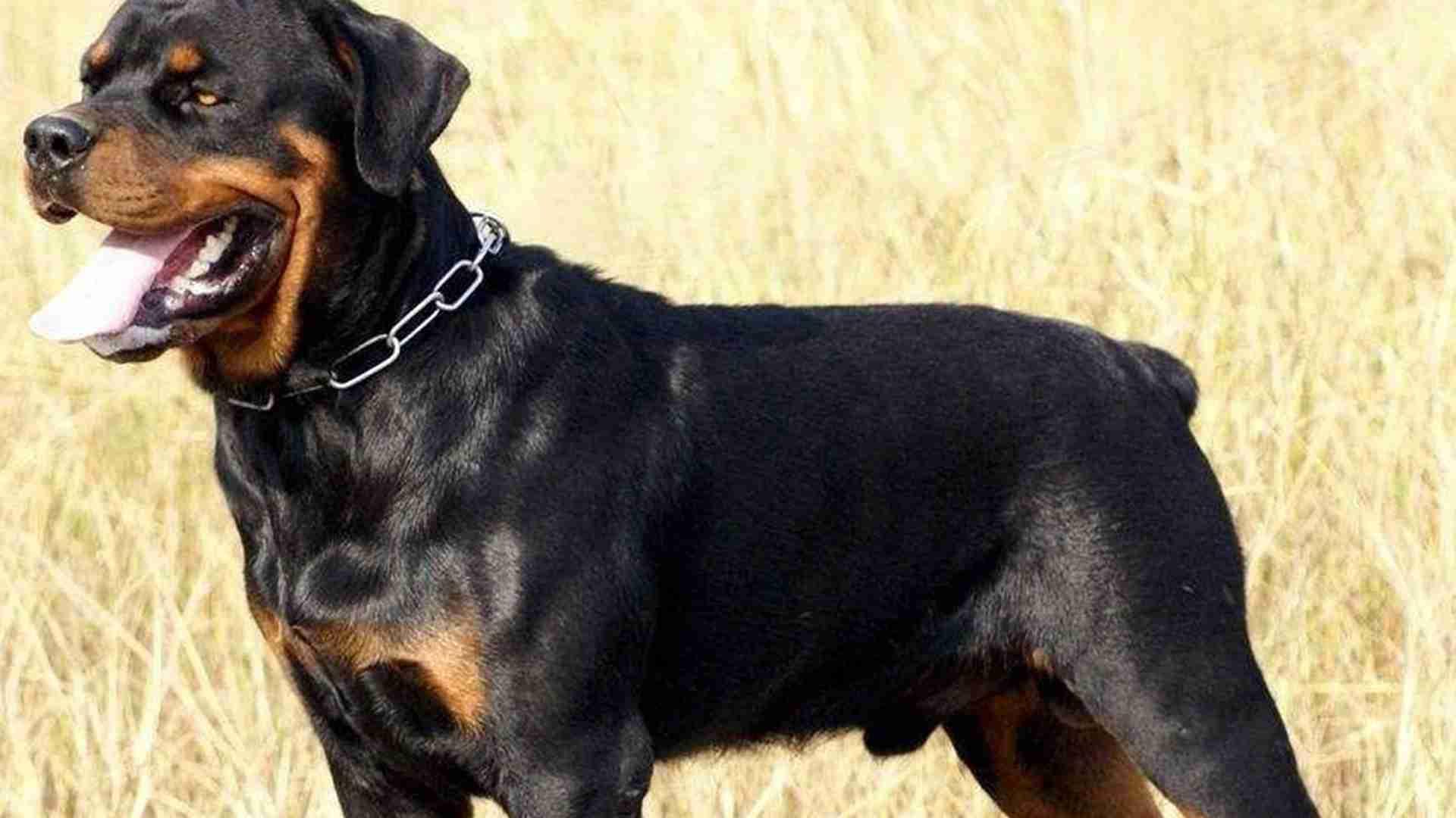 杜宾工作犬繁育，性能遗传测试，三代数据追踪，警犬基地数据库
