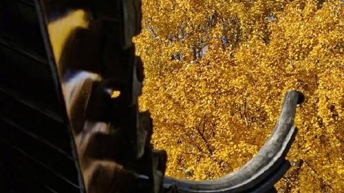 凡命中见金水多主晚语，见木火主早言