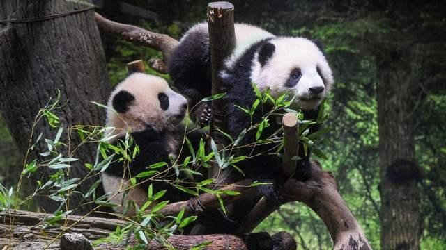 美方在台湾问题上急踩刹车，日本担心一幕出现，紧急调整对华态度