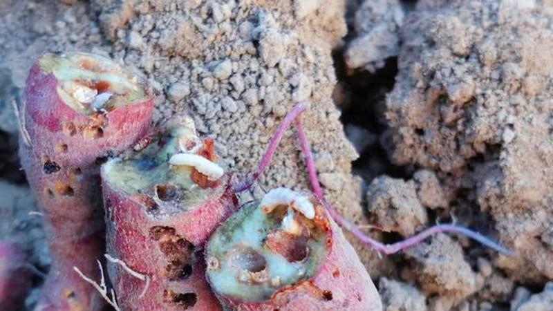 红薯长“癞”别慌！老农教你一招，底肥是关键！