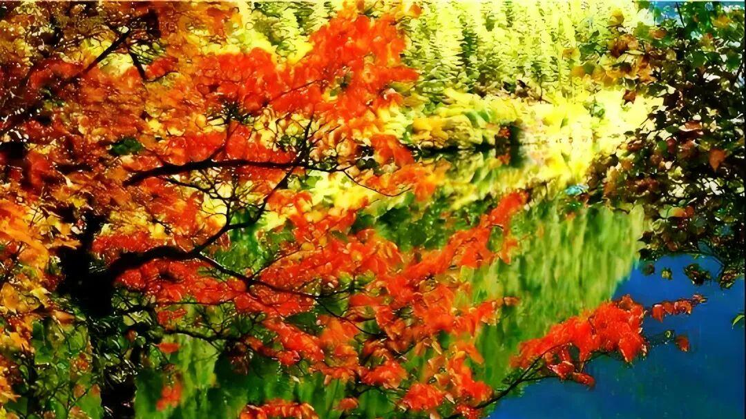 七律·秋野红叶醉人游