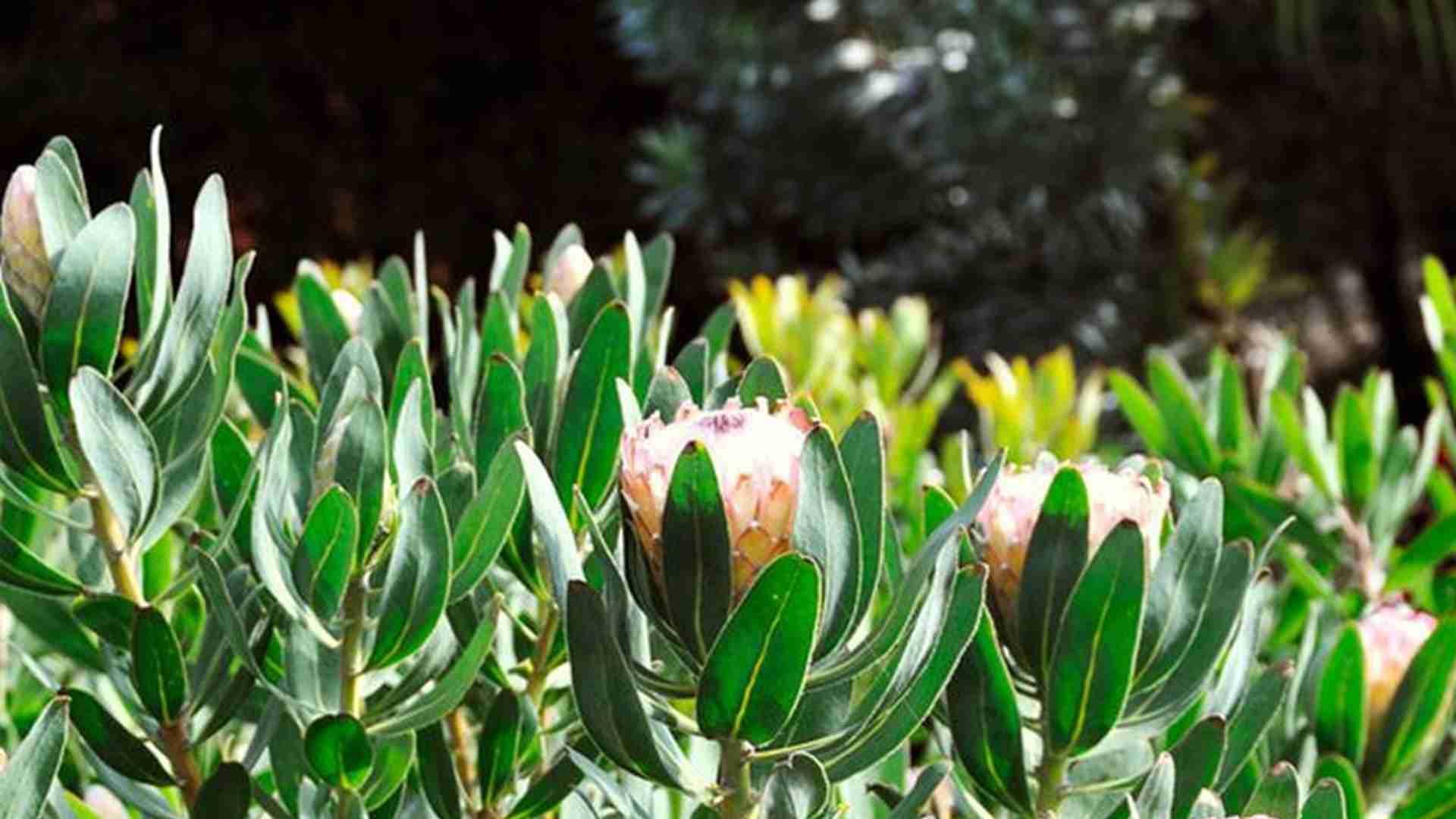 蒂亚控型要诀，两个月修剪周期，现代展厅绿化，顶端优势调控