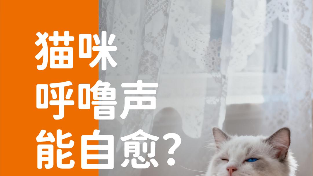 象乡宠物食品 | 猫咪呼噜声能自愈？