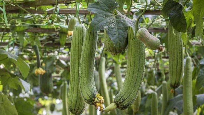南瓜、丝瓜、黄瓜的育苗技巧，移栽时间安排，种植管理要点解析