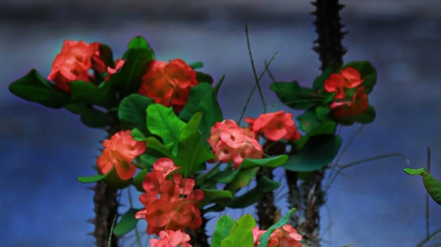 家中养护铁海棠，需要注意哪些细节？