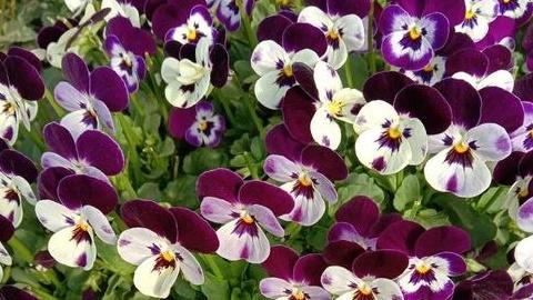 三色堇花籽采收，后熟处理工艺，种子商店创业，干燥储存标准