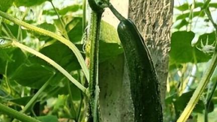 水培黄瓜种植技巧，夏季降温方法分享，效果显著值得一试