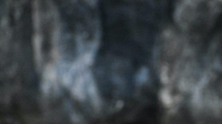 荔枝半年修剪，专业指导，沙土地荔枝园，通风透光产量高