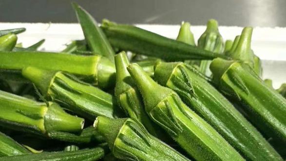 秋葵果荚易老化问题研究，高温干旱季节保湿防晒技术，嫩荚期延长效果显著