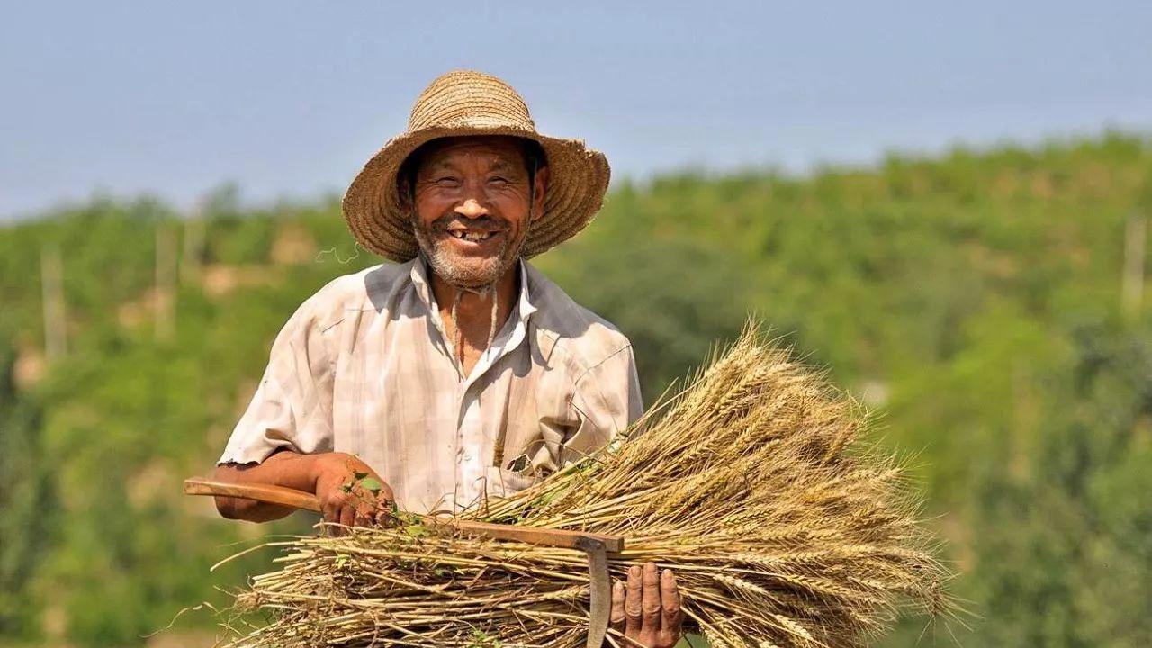 2025“粮食产量或再次增长”！为何又遭“群嘲”？