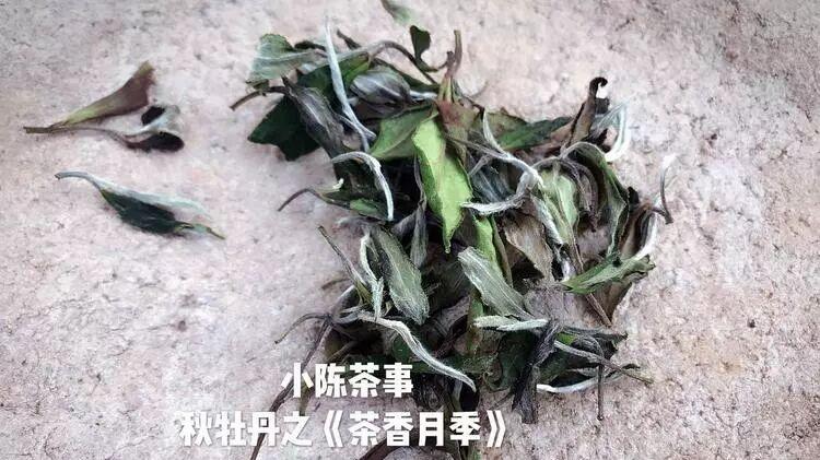 都是秋白茶，一分钟讲清楚寒露茶和白露茶的区别？别傻傻分不清了