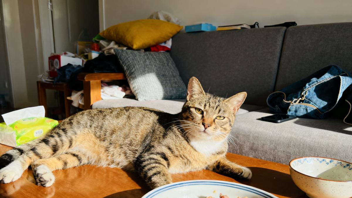 成猫自制猫饭食谱是否安全？自制猫饭低敏配方推荐！科学搭配