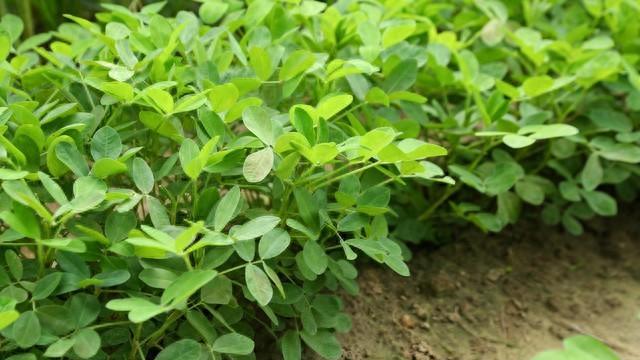 花生带壳播种和剥壳播种，哪种产量更高？两种播种方式的优缺点比较。