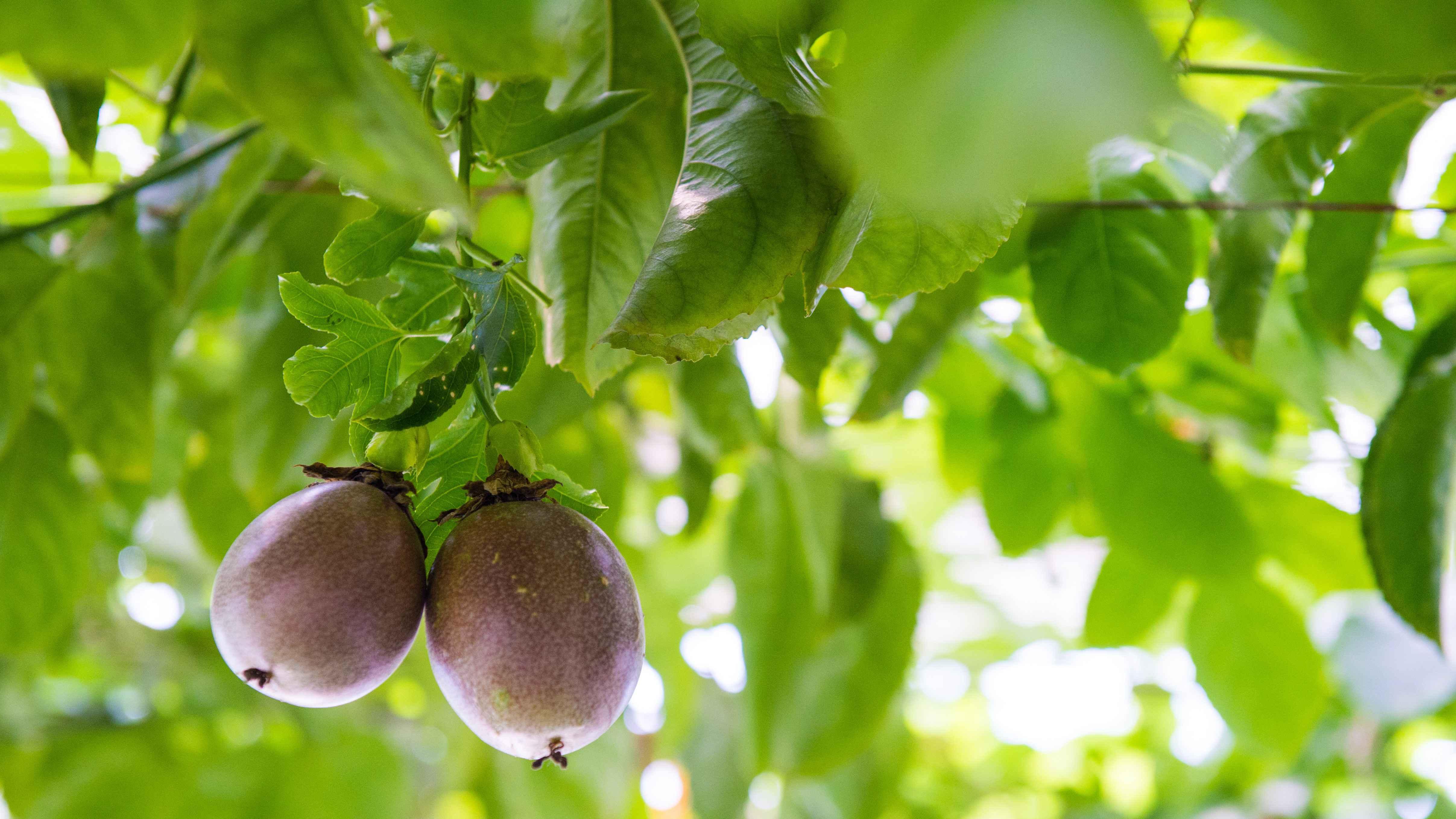 半年光照调控计划，王炸升级，阴雨连绵区域，大豆光照优化方案