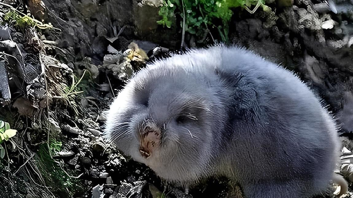 2021年，陕西一男子发明了一款灭鼠器，让老鼠无所遁形