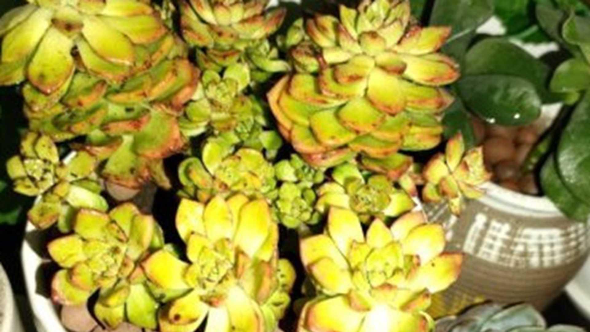 蒂亚水培转土，一个月过渡期，书店绿植养护，缓苗操作要点