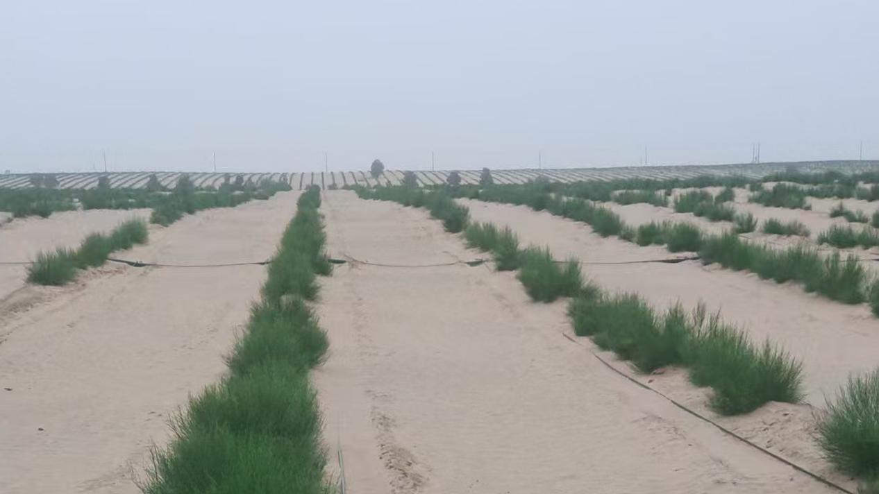 甲木沙肉苁蓉对社会的价值