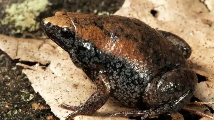 生命奇迹：动物王国里的生存绝技与演化奇观