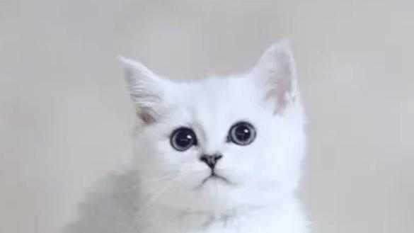 希喂和霍尼韦尔宠物空气净化器选哪个品牌好？3个维度测评分享