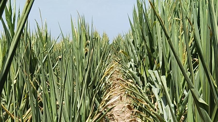 从反对流转到被迫签署：一纸协议如何让农民失地蒙尘