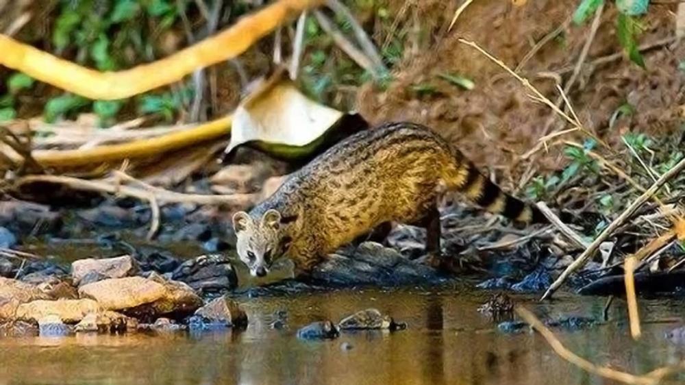 江西赣州发现小灵猫，一种非常神秘的生物，民间又称其“七间狸”