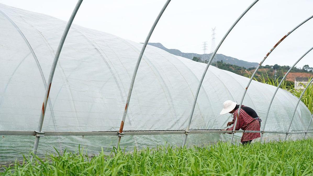 春季韭菜种植有窍门，教你保持鲜嫩不黄叶的方法。