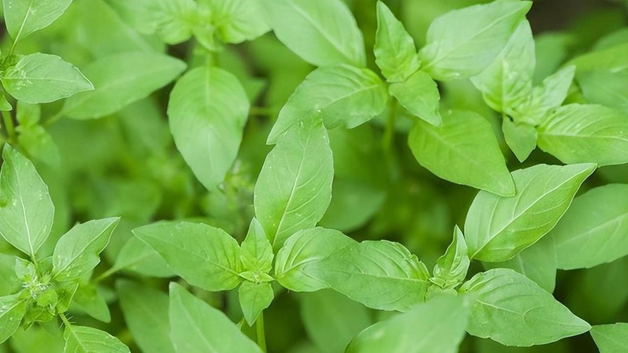 春天采收无数次，这些蔬菜必种！