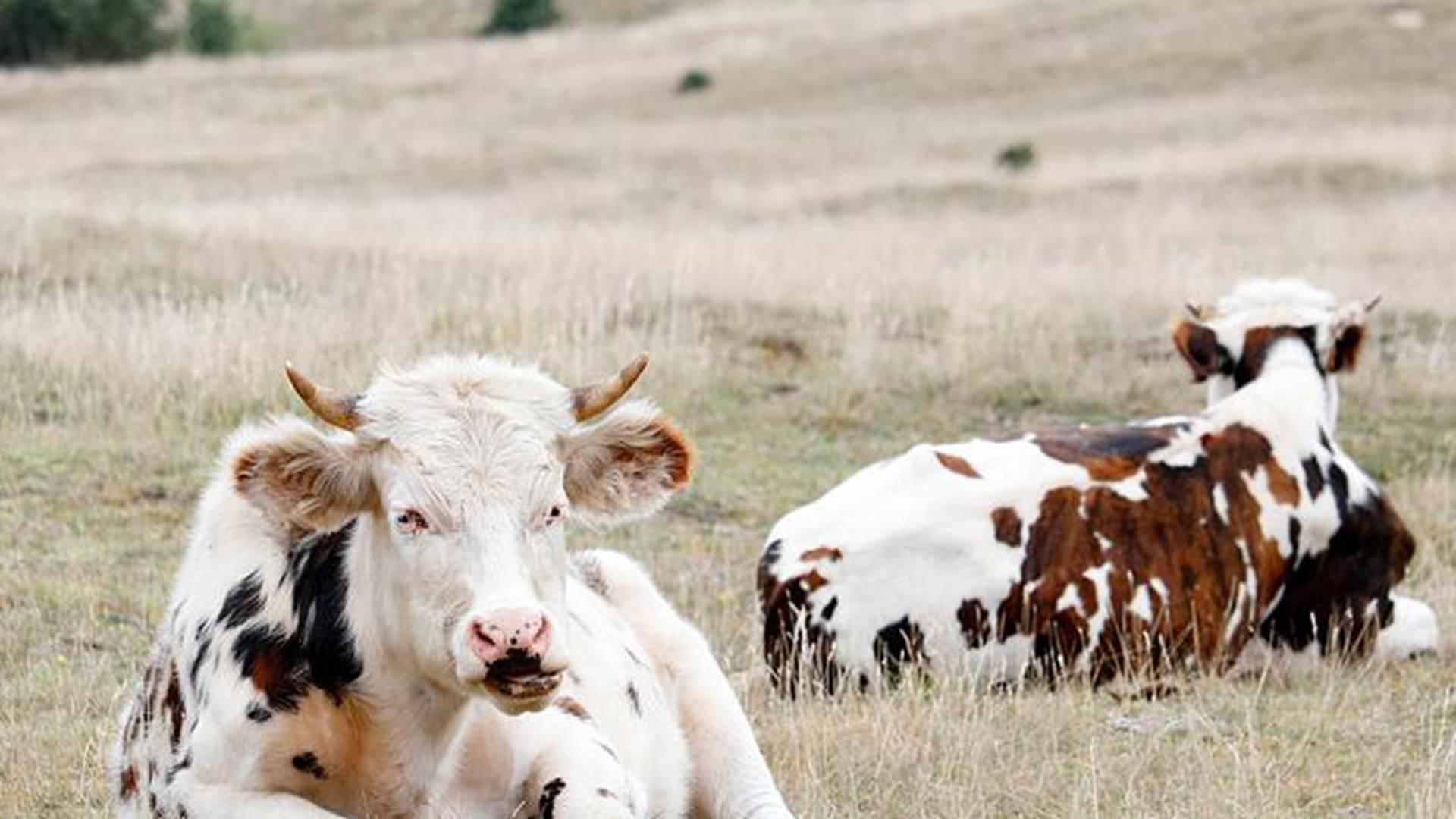 荷斯坦奶牛肢蹄护理，沙质牧场，月度检查，损伤率降2.4成